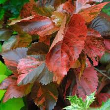 Image result for Acalypha volkensii