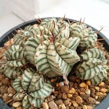 Image result for Monadenium pudibundum