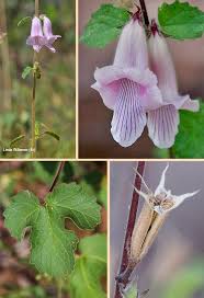 Image result for Ceratotheca triloba