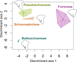 Image result for Schoenoplectus muriculatus