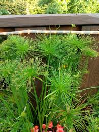 Image result for Cyperus papyrus