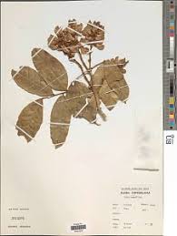 Image result for Craterostigma nummulariifolium