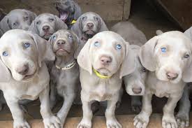 Once bred as hunting dogs for european aristocrats, the weimaraner is a very alert, and stately puppy. Weimaraner Puppies For Sale Shade Of Grey Weimaraners