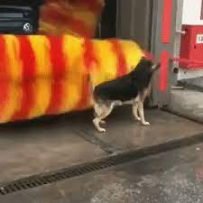 doggo is smart dog gifs dogs smart dog