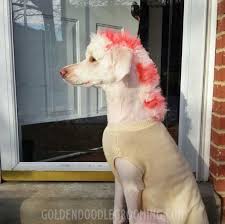 The puppy cut, also known as the teddy cut, is suitable for all dog breeds and is a practical trimming style. Doodle Haircuts To Swoon Over Tons Of Pictures