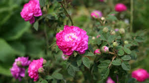 One call & one day can change your tomorrow. Flower Gardens Today Thomas Jefferson S Monticello
