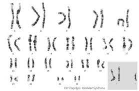 The Y Chromosome Ancestry Genetics And The Making Of A Man Owlcation