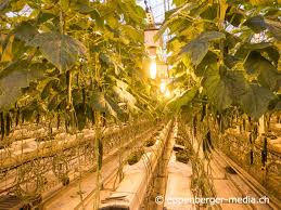 Though folk songs of the old variety became progressively rarer in western finland, they. Geheizte Gurken Im Finnischen Winter Eppenberger Media Gmbh