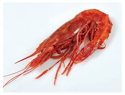 I crostacei presentano, inoltre, appendici (antennule e antenne) che sono doppie ed ospitano anche i crostacei sono molto apprezzati in cucina, in ragione del sapore e della tenerezza delle loro carni. Camittico Il Frutto Del Mare Piu Buono Crostacei