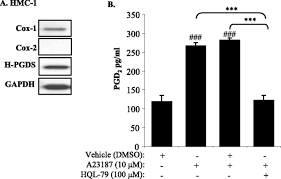 Mar 24, 2021 · buka browser di pc kalian dan kunjungi situs web.whatsapp.com, maka akan muncul kode qr tersebut. Mast Cell Derived Prostaglandin D2 Controls Hyaluronan Synthesis In Human Orbital Fibroblasts Via Dp1 Activation Journal Of Biological Chemistry