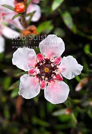 Check spelling or type a new query. 15 Nz Native Flowers Ideas Flowers Native Plants Plants