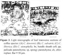 Image result for Coffea salvatrix