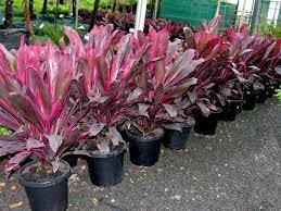Cordyline Fruticosa Rubra Plants Potted Plants Outdoor Tropical Landscaping