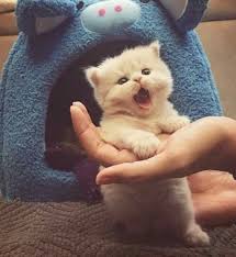 Pinterest Com Lacow16 Kittens Cutest Baby Cats Cute Cats