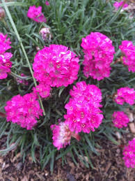 We did not find results for: Free Plant Identification Red Flowers Perennials Plants