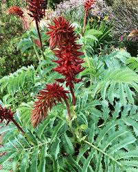 Image result for Melianthus major