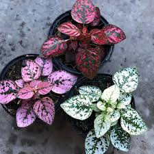2,315 likes · 5 talking about this. Harga Tanaman Hidup Terbaik Taman Perlengkapan Rumah Juni 2021 Shopee Indonesia