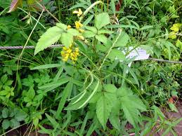 Image result for Corchorus olitorius