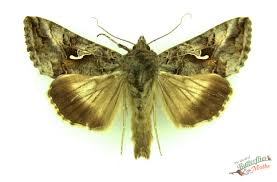 Image result for Autographa gamma