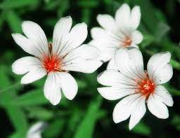 Types Of Flowers Google Search Types Of Flowers Different Types Of Flowers Different Kinds Of Flowers