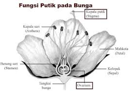 Fungsi Putik Pada Bunga Ilmusiana