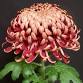 80th Annual Chrysanthemum Show event image