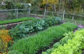 Sowing Seeds Growing Vegetables With Lee Reich In 2020 Growing Vegetables Garden Soil Garden Soil Preparation