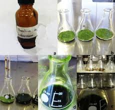Sterols Identification Through The Liebermann Burchard Test In Ricinus Download Scientific Diagram