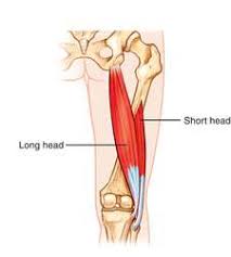 Image result for biceps femoris long head