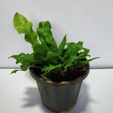 Maybe you would like to learn more about one of these? Crocodile Ferns Microsorum Musifolium Nursery Buy
