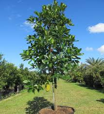 Image result for Artocarpus heterophyllus