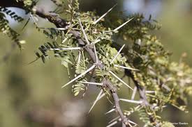 Image result for Acacia robusta