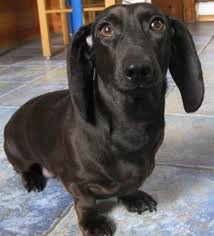Black And Cream Mini Dachshund Rare Black Dachshund Gatos Y Perros Lindos Perros Salcichas Amor De Perro