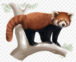 Do you have a red panda lover in your family? Red Panda Giant Panda Drawing Cuteness Png 1500x1218px Red Panda Art Bear Carnivoran Cute Overload Download