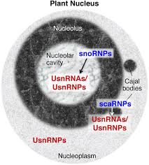 We did not find results for: Frontiers Plant Snrnp Biogenesis A Perspective From The Nucleolus And Cajal Bodies Plant Science