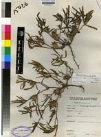 Image result for Blepharis diversispina