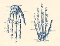 Anatomynote.com found hand skeleton anatomy diagram from plenty of anatomical pictures on the internet. Double Hand Skeletal Diagram Vintage Anatomy Print Drawing By Vintage Anatomy Prints
