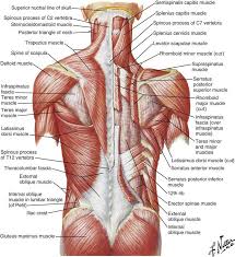 The intrinsic muscles of the posterior are responsible for maintaining posture and facilitating movement of the head and neck. Anatomy Of The Lumbopelvic Hip Complex Musculoskeletal Key