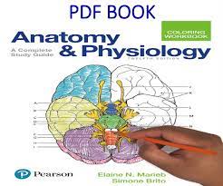 Download anatomy_and_physiology_coloring_workbook_a_complete_study_guide_10th_edition__2011_elaine n marieb torrent for free, direct downloads via magnet link and free movies online to watch. Anatomy And Physiology Coloring Workbook A Complete Study Guide 12th Edition Pdf Book Test And Solution