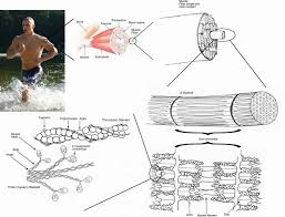 Pada komponen terdapat jaringan otot yaitu yang mengandung miosin dan filamen aktin. Otot Wikipedia Bahasa Indonesia Ensiklopedia Bebas