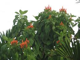 Image result for Aphelandra