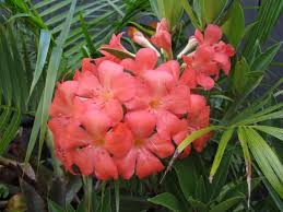 An Auckland Vireya Garden Colorful Garden Garden Plants