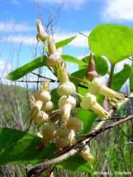 Image result for Riocreuxia