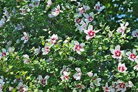 Check out our rose of sharon tree selection for the very best in unique or custom, handmade pieces from our shops. How To Grow And Care For Rose Of Sharon