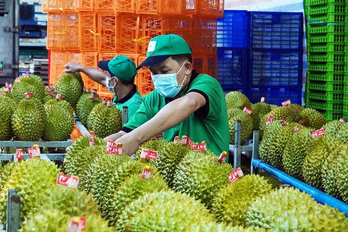 Ấn Độ Chính Thức Mở Cửa Cho Sầu Riêng Tươi Việt Nam