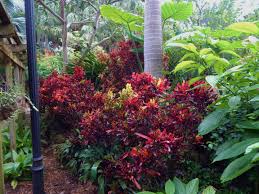 Brilliant Red Croton In Garden Small Tropical Gardens Tropical Landscaping Plants