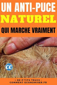 Enfin Un Anti Puce Naturel Qui Marche Vraiment Avec Images Anti Puces Naturel Anti Puce Anti Puce Chien