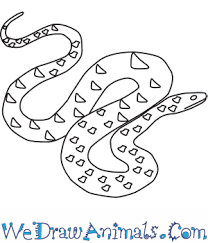 How To Draw A Green Anaconda Includes a descriptive paragraph and five question quiz. how to draw a green anaconda
