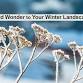 Add Wonder to Your Winter Landscape