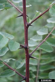 Image result for Robinia